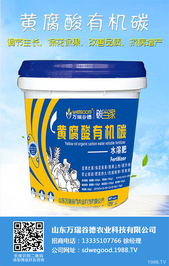 小白菜什么時候種植？小白菜高產(chǎn)種植技術(shù)