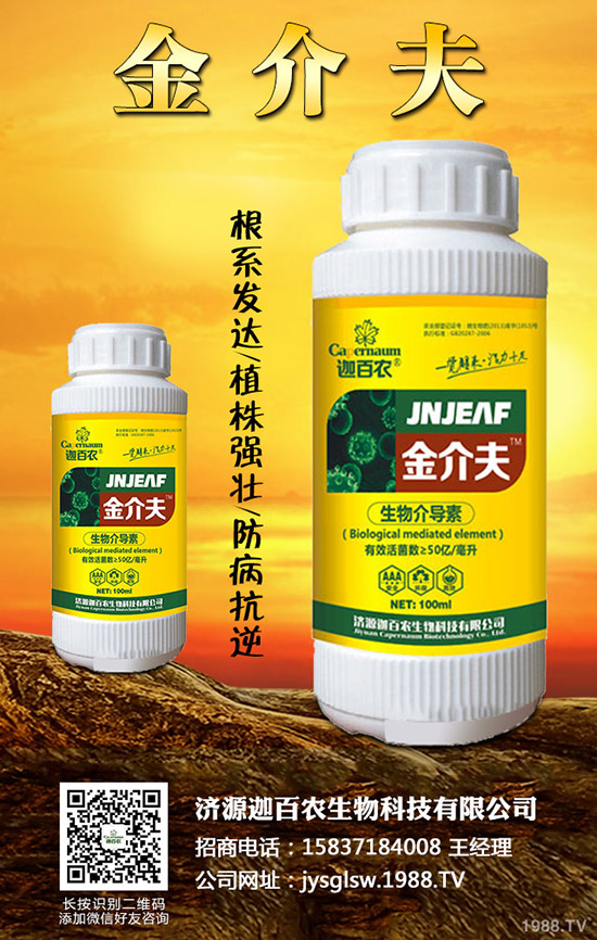 生姜得了莖基腐病怎么辦？生姜莖基腐病的診斷與防治！