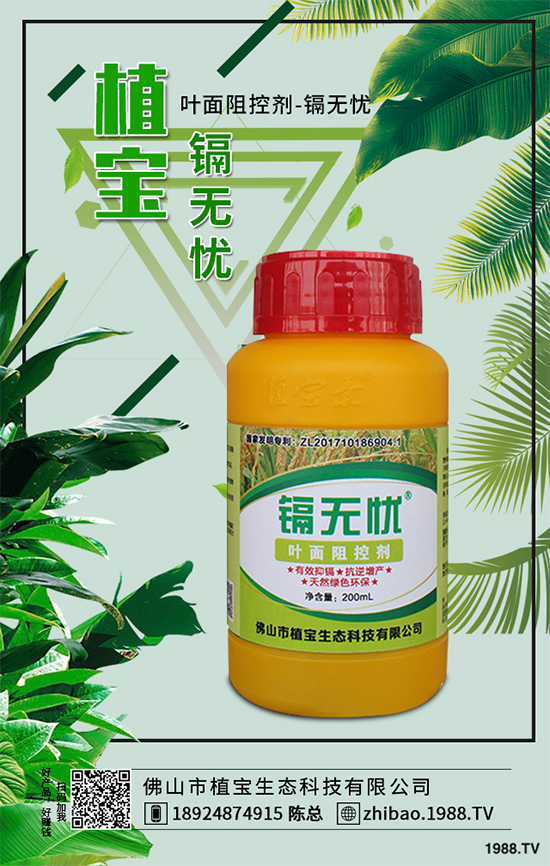 越冬番茄種植該注意什么？越冬番茄高產(chǎn)種植管理