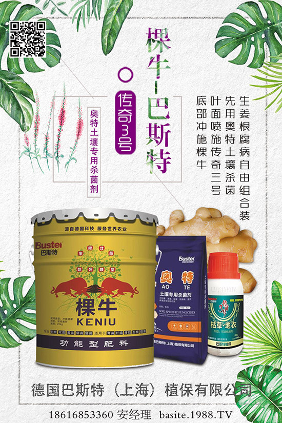 菜豆要高產(chǎn)，種植方法很重要！菜豆如何高產(chǎn)栽培呢？