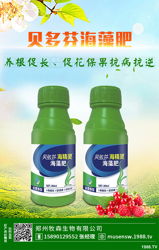 洋薊為什么這么受人歡迎？洋薊的市場行情分析