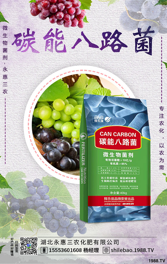 2020年春節(jié)蒜黃價(jià)格是否上漲？批發(fā)價(jià)多少錢一斤？蒜黃種植前景！