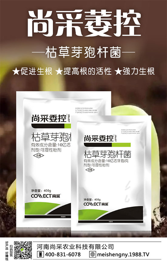 大棚草莓技巧及管理方法，大棚草莓施肥要點(diǎn)！