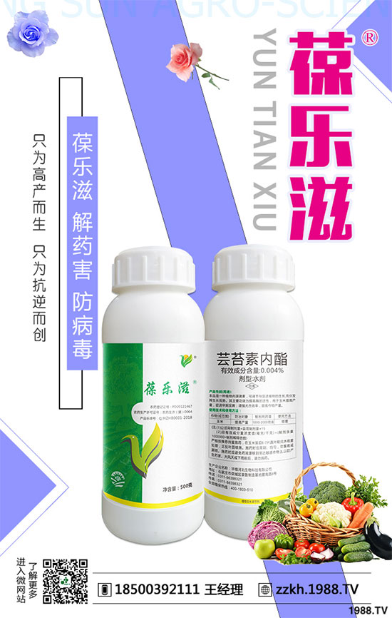 花椰菜黑腐病危害有哪些？花椰菜黑腐病的防治措施！