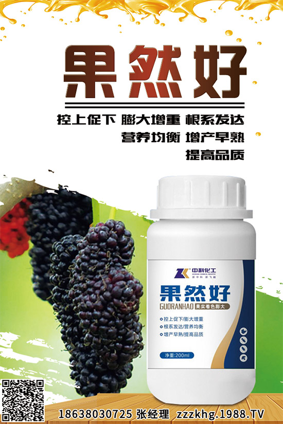 金線蓮有哪些營養(yǎng)價(jià)值？金線蓮的功效作用及食用方法