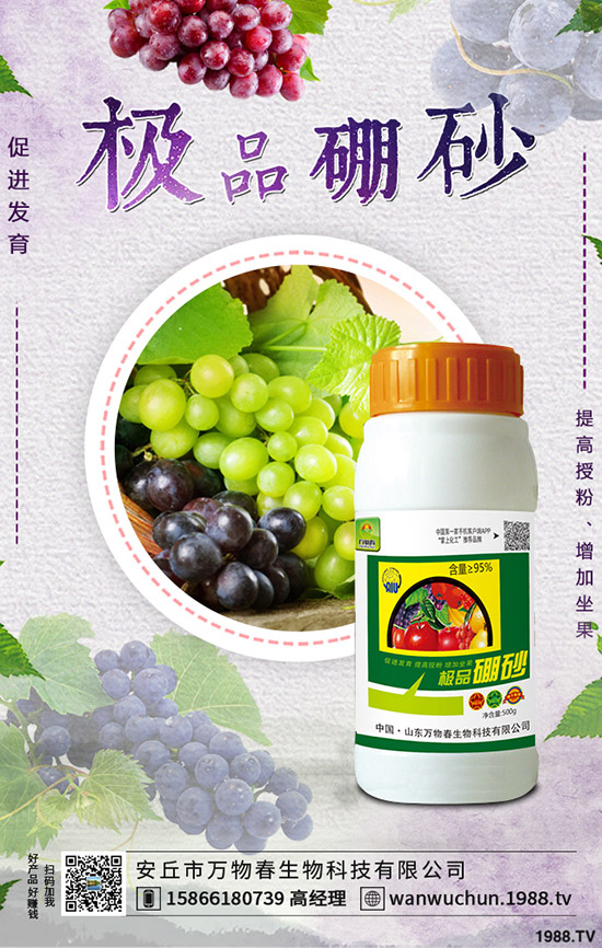 枸杞如何種植，枸杞種植條件有哪些？