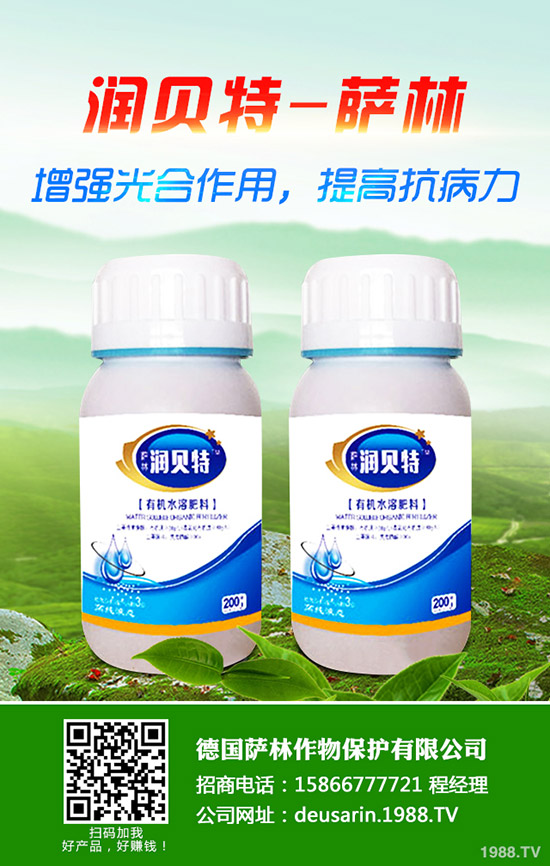 生姜的種植時間，生姜高產(chǎn)種植技術！