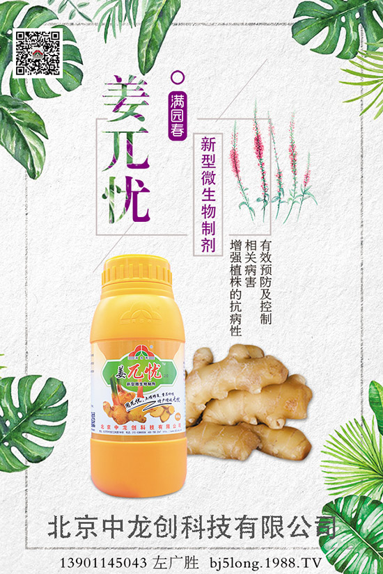 生姜施肥的方法有哪些，如何施肥才能高產(chǎn)？生姜施肥技巧！