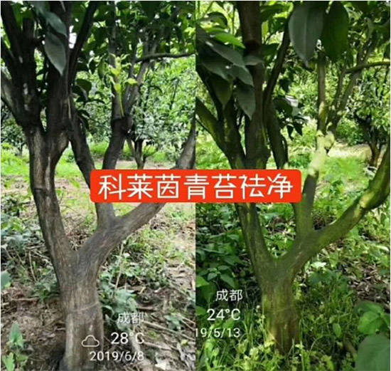 神奇除青苔劑！，不反彈！干凈，青苔無蹤！