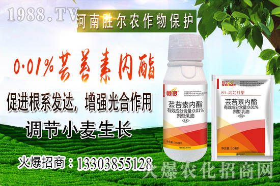 小麥價(jià)格上漲節(jié)奏逐漸興起，后市可期！10月22日小麥價(jià)格行情