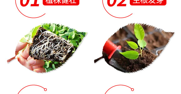 稀土微量元素水溶肥料-果滿園-貝德樂(lè)_05