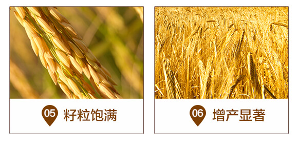 作物防病增產(chǎn)套餐-美多收-賽普露_06