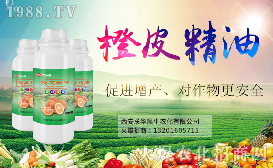  ϲ����1988.TVϲӭ��������(li��n)�A��ţ���݁��u��