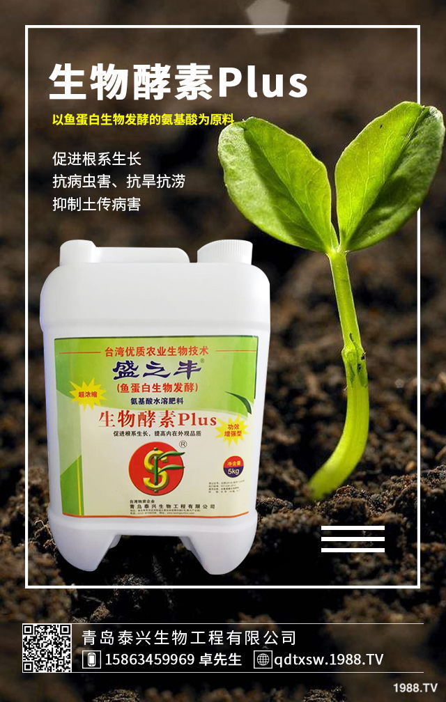 卷心菜該如何挑選？卷心菜的選購(gòu)技巧及功效作用