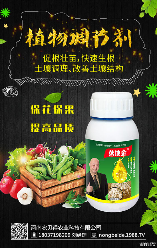 白掌葉片發(fā)黑是什么原因？白掌養(yǎng)殖注意要點(diǎn)！