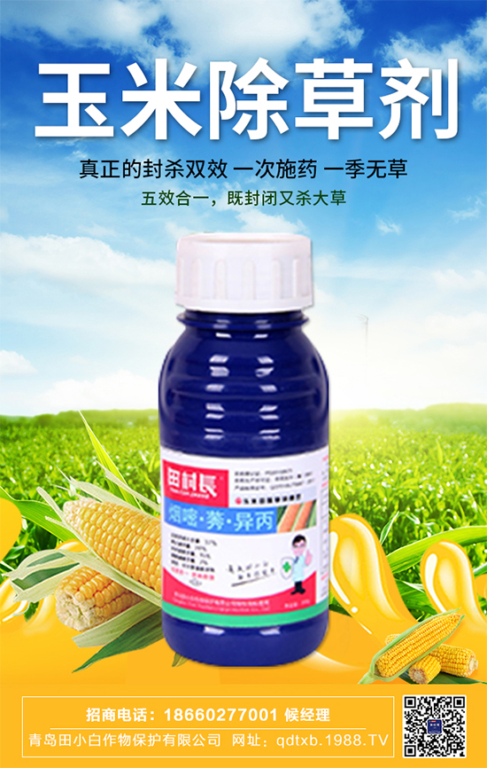 玉米種子拌種有什么作用？玉米苗期管理要點！