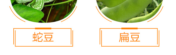 豆角專用豆?jié)M架-麗美澤-中農(nóng)恒大_10