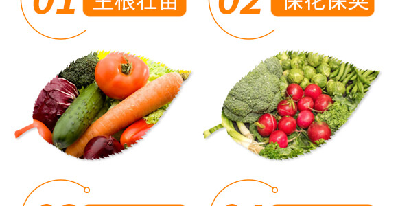 豆角專用豆?jié)M架-麗美澤-中農(nóng)恒大_06