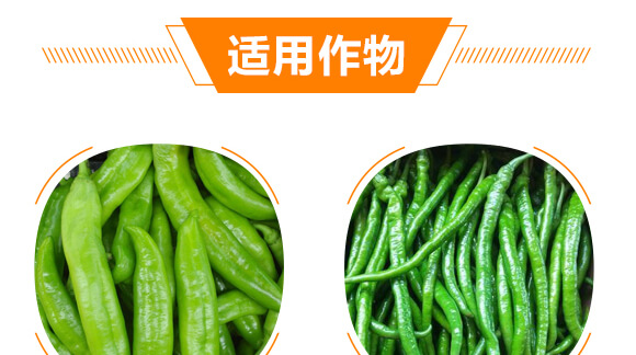 椒類專用椒豐素-麗美澤-中農(nóng)恒大_08