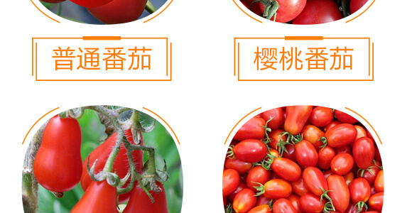 番茄專用紅滿架-麗美澤-中農(nóng)恒大_09