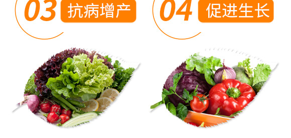 豆角專用豆?jié)M架-麗美澤-中農(nóng)恒大_07