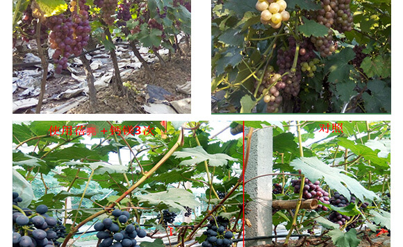 �����v�S�r�I(y��)�Ƽ����޹�˾_10