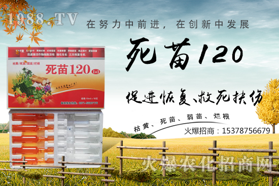 蔬菜種植不長(zhǎng)根，緩苗慢，死苗爛根？學(xué)會(huì)這些方法，蔬菜死苗爛根都不怕！