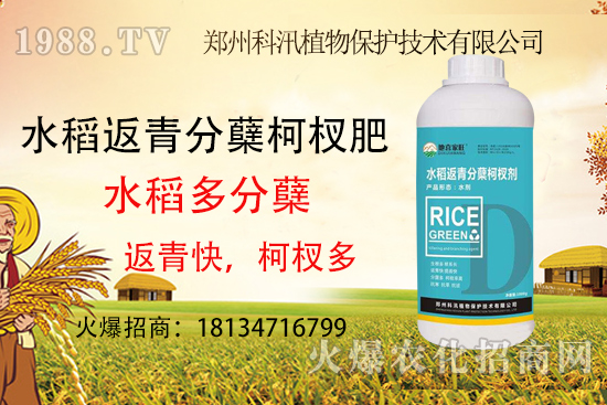 水稻施肥有技巧，這些你都知道了么？水稻施肥技術要點！