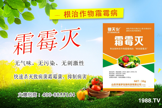 黃瓜霜霉病嚴(yán)重怎么辦，怎樣巧治黃瓜霜霉??？