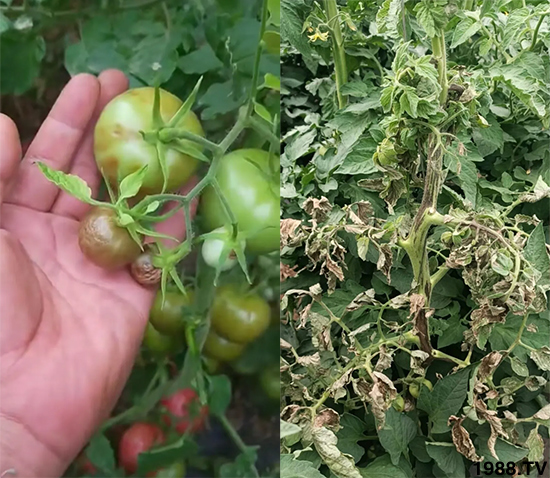 病毒病是如何發(fā)生的？有沒(méi)有好的防治措施？做好這幾個(gè)方面還有救！