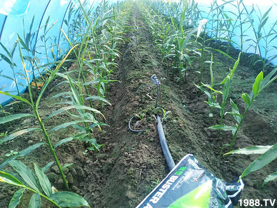     ���׌�Nֲ׃�ø��p�ɣ�һ���ײ���ȫ���䷽����˹�ش󽪠I�B(y��ng)�ײͷ�����