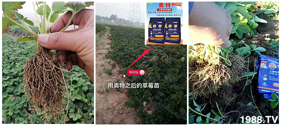     ���׌�Nֲ׃�ø��p�ɣ�һ���ײ���ȫ���䷽����˹�ش󽪠I�B(y��ng)�ײͷ�����