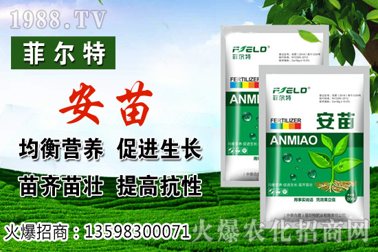 燈籠果生長對環(huán)境的要求，燈籠果種植及采收技術(shù)！