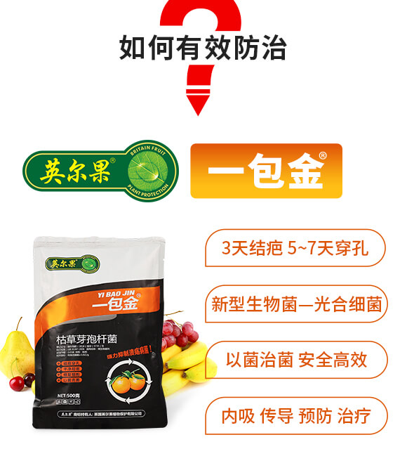 枯草芽孢桿菌-一包金-英爾果_04