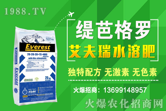 小麥價格漲了！十月小麥行情預(yù)測！