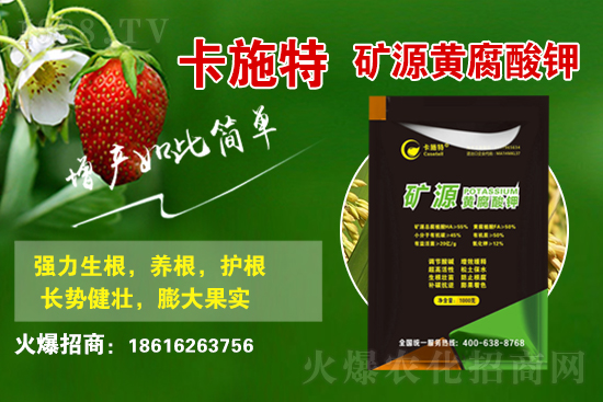 今日花生價格多少錢一斤？2021年3月19日花生價格行情