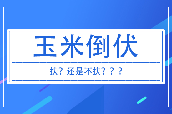 玉米倒伏到底扶不扶？ 答案來(lái)了！