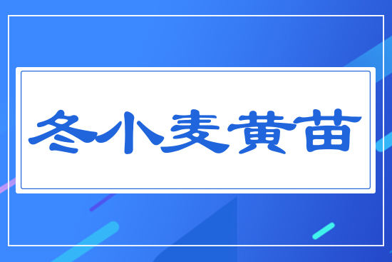 冬小麥黃苗