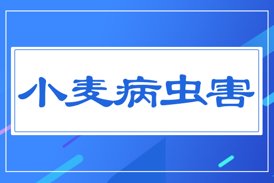 小麥秋冬季病蟲害