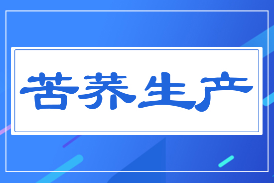 苦蕎生產(chǎn)