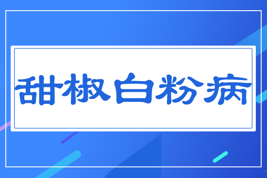 甜椒白粉病