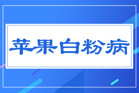 蘋(píng)果白粉病