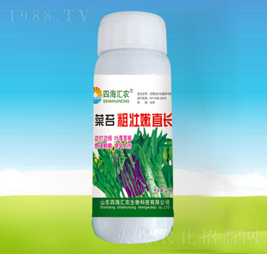 菜苔粗壯嫩直長(zhǎng)-四海匯農(nóng)