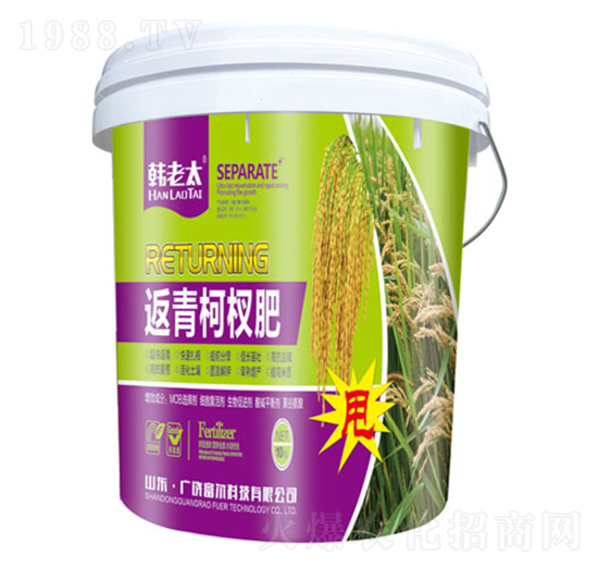 返青柯杈肥-韓老太-富爾科技