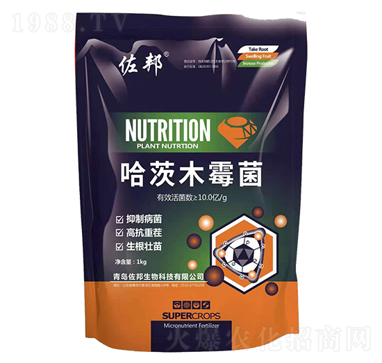 ����ľù��-����