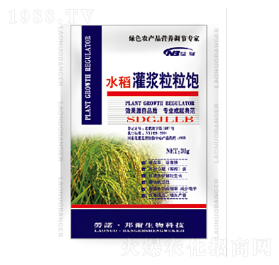 水稻灌漿粒粒飽-康普生