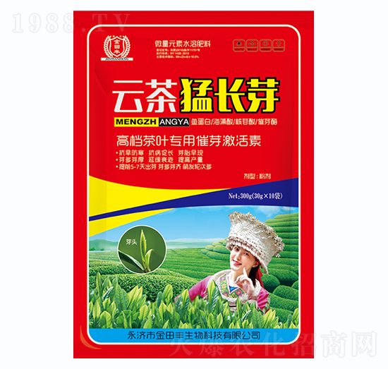 云茶猛長(zhǎng)芽-金田豐