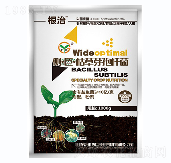 側(cè)·巨·枯草芽孢桿菌-根治-戰(zhàn)車