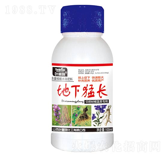 中藥材根莖類地下猛長-葉碧特