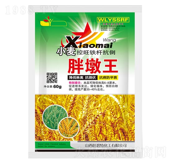 小麥胖墩王-葉碧特